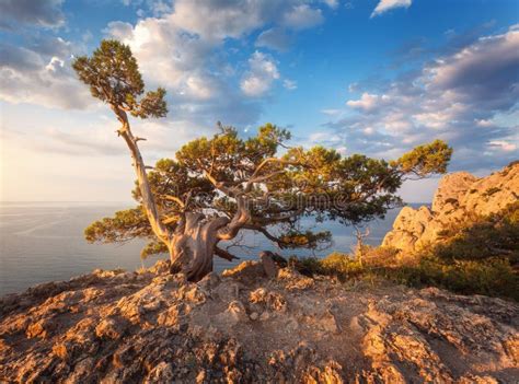 Albero che cresce verso il cielo