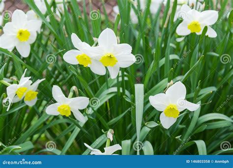 Narciso con petali bianchi e corona gialla