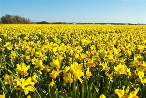 Campo di narcisi gialli in piena fioritura
