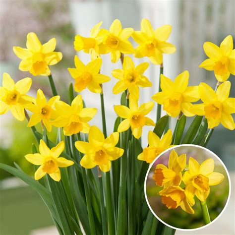 Bulbi di narciso pronti per la piantagione