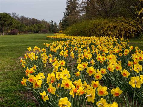 Composizione di narcisi di diverse varietà e colori