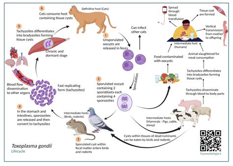Ciclo vitale del Toxoplasma gondii