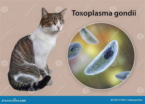 Immagine al microscopio di Toxoplasma gondii