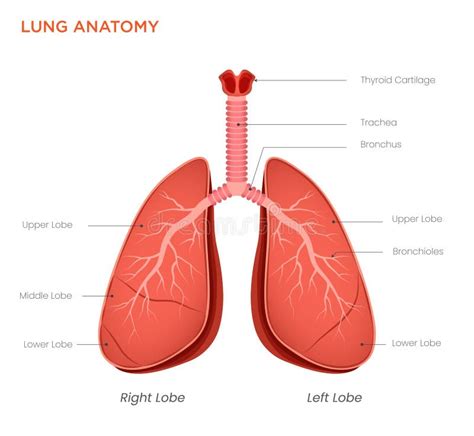 Diagramma che illustra il sistema respiratorio