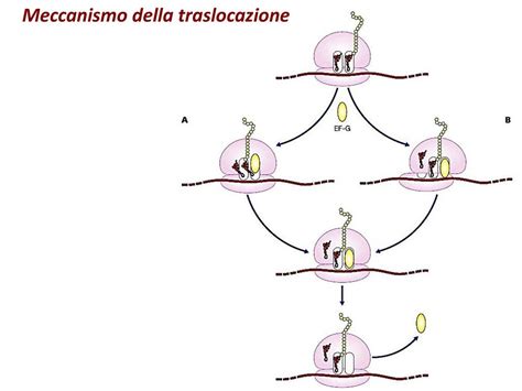 Meccanismo della coazione a ripetere