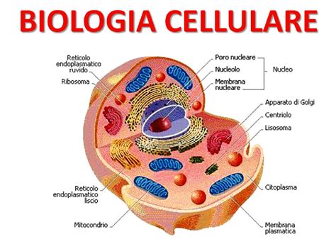 Diagramma della progressione delle cellule mammarie da normale ad anomalo