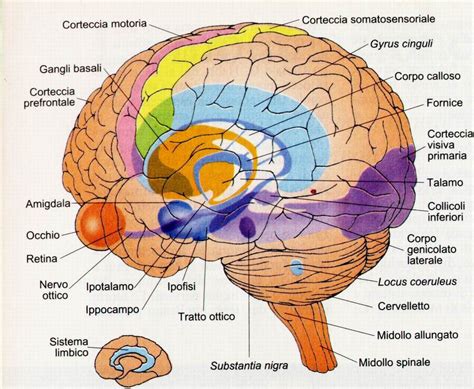 Illustrazione della connettività tra ippocampo, amigdala e corteccia entorinale