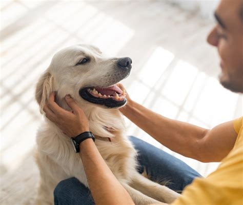 cane che gioca con il padrone