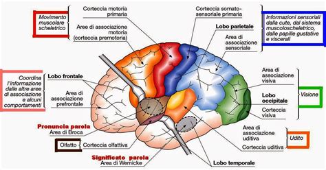 Diagramma della mente umana con diverse aree colorate