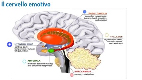 Illustrazione schematica del cervello con evidenziata l'amigdala