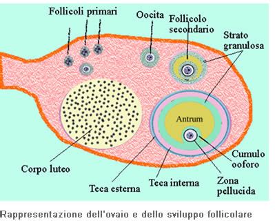 Illustrazione microscopica dei follicoli piliferi
