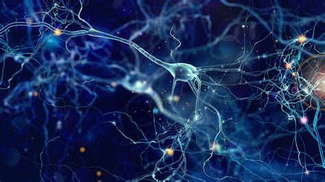 Diagramma che illustra le reti neurali del cervello