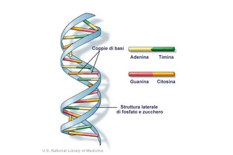 Visualizzazione della struttura del DNA