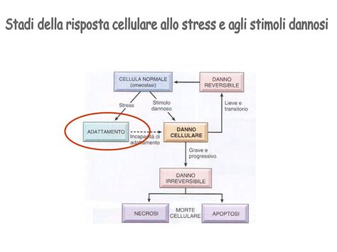 Diagramma della risposta immunitaria allo stress