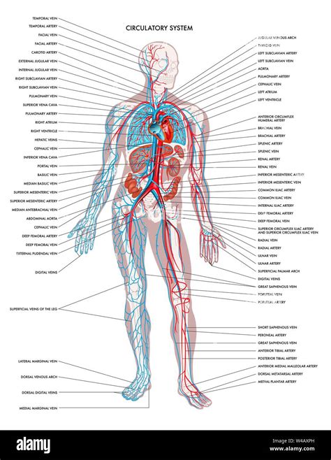 Diagramma del corpo umano con punti energetici