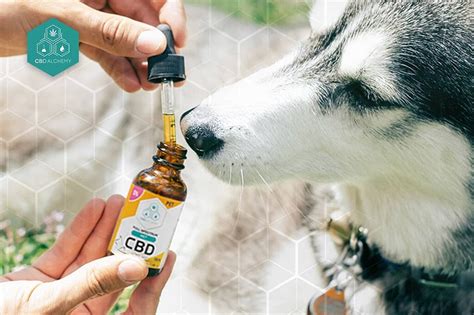 Immagine di prodotti a base di CBD per animali