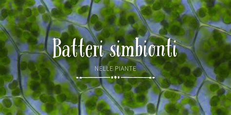 Pianta con batteri simbionti sulle foglie