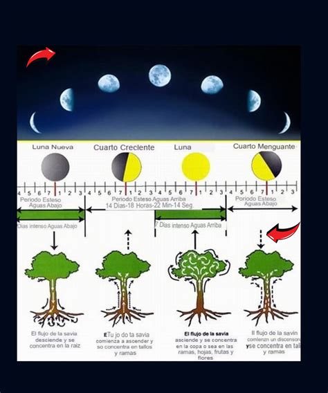 Grafico che mostra l'alterazione dei ritmi stagionali delle piante