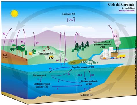 Diagramma che illustra il ciclo del carbonio nelle piante