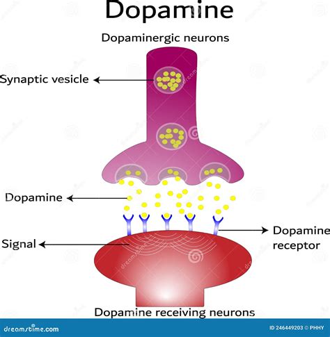 Schema del recettore dopaminergico D2