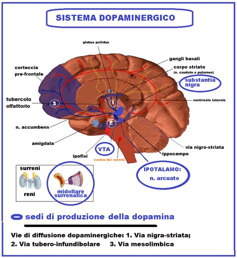Grafo che illustra le interazioni dei recettori dopaminergici e serotoninergici