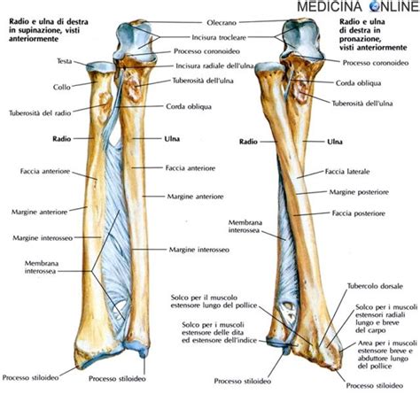 Diagramma anatomico dell'avambraccio umano con radio e ulna