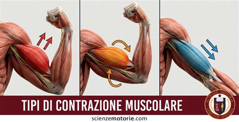 Infografica che illustra i diversi tipi di movimenti dell'avambraccio