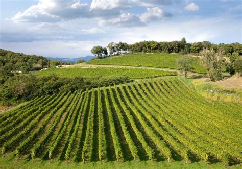 Vigneti in collina con un cielo sereno