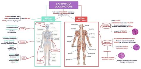 Diagramma schematico dell'apparato locomotore umano