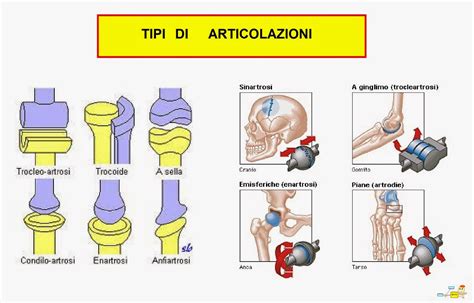 Illustrazione dei tre tipi di articolazioni: mobile, semimobile e fissa