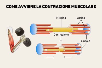 Schema dettagliato della contrazione muscolare a livello del sarcomero