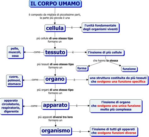 Il corpo umano come rete complessa