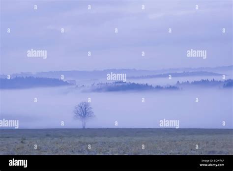 Immagine stilizzata di un albero solitario nella nebbia