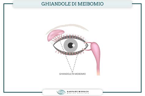 ghiandole di Meibomio schematiche