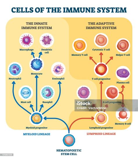 schema del sistema immunitario