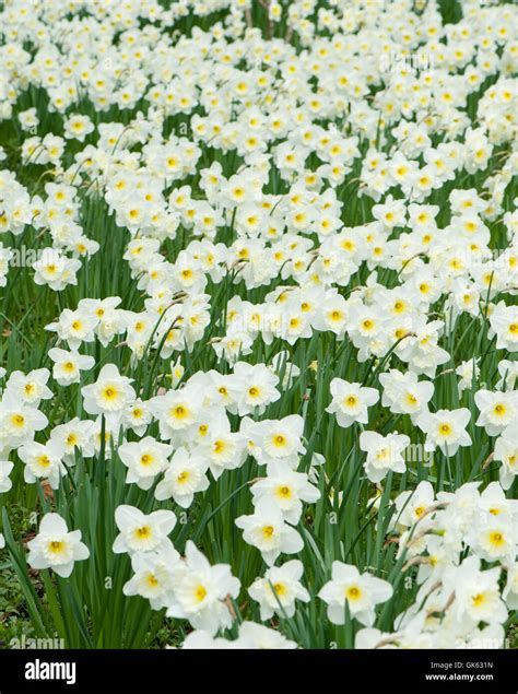 Narcissus flowers in a field