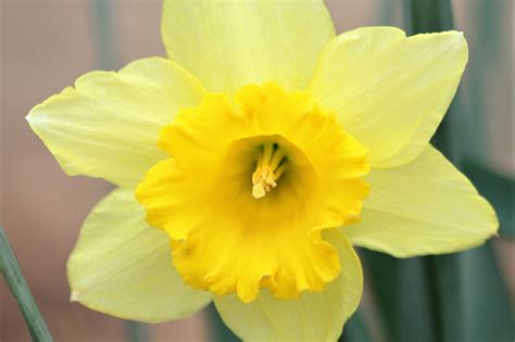 Close-up of a yellow daffodil flower