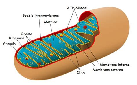 Illustrazione dei mitocondri all'interno di una cellula neuronale