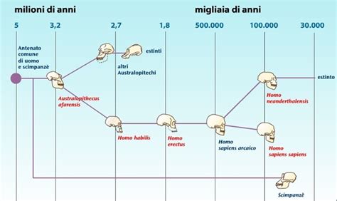 Diagramma evolutivo della sessualità animale