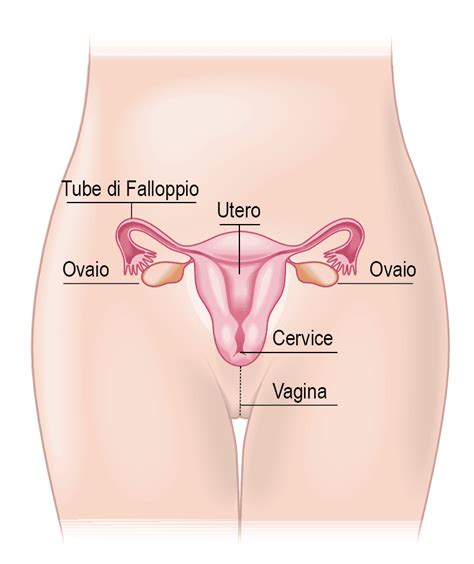 schema anatomico della clitoride femminile