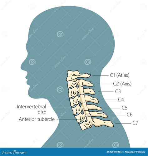 schema della colonna cervicale umana