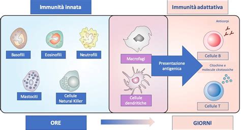Schema dell'immunità innata