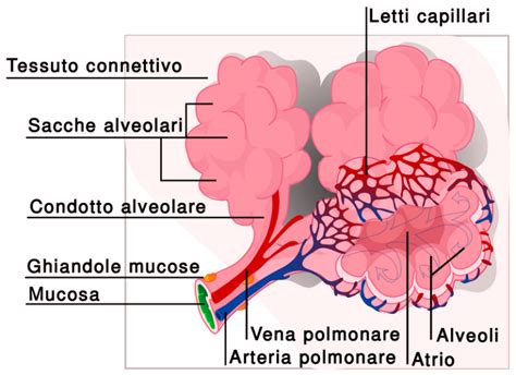 Struttura delle vie aeree e degli alveoli