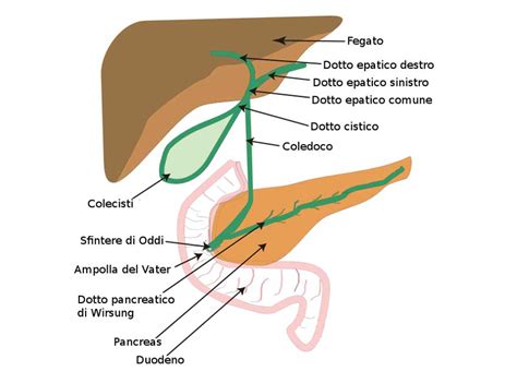 Schema delle vie biliari e del pancreas