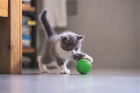 Gatto che gioca con un tiragraffi