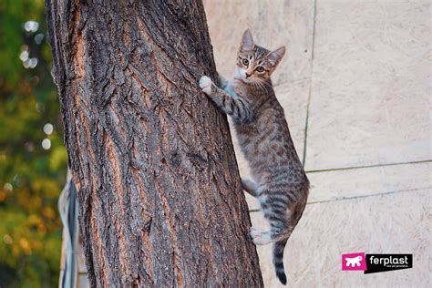 Gatto che si arrampica su una struttura apposita