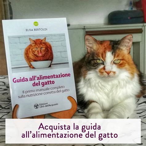 Gatto che si rilassa su una mensola in alto