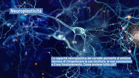 Illustrazione della neuroplasticità cerebrale