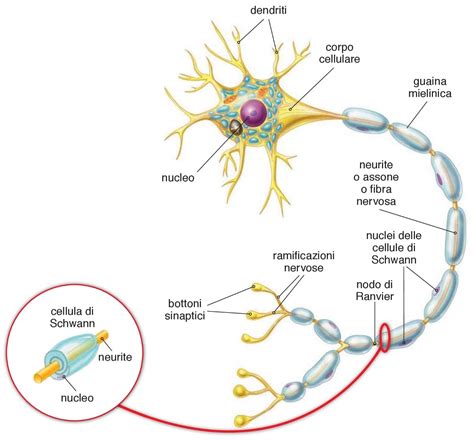 Immagine al microscopio di assoni neuronali con e senza mielina, per illustrare il concetto di demielinizzazione.