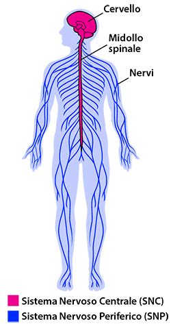 Diagramma che illustra il funzionamento del sistema nervoso